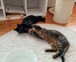 Chandler und Marshall (4)